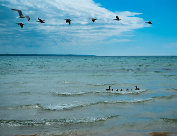 Flock of birds flying over sea