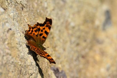 Close-up of butterfly on rock