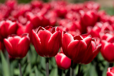 Close-up of red tulips