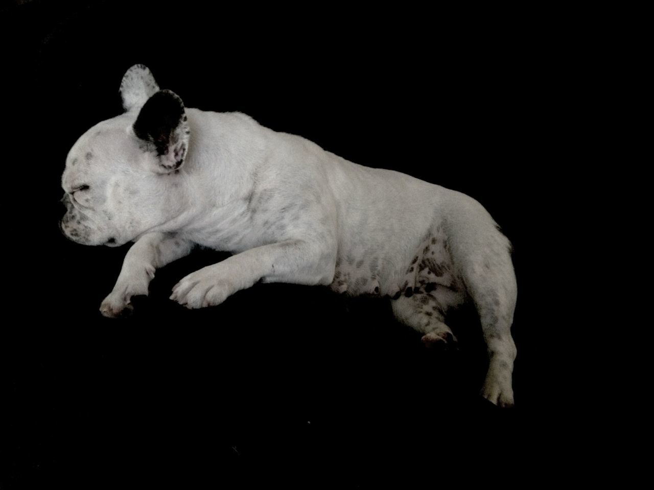 animal themes, one animal, black background, studio shot, mammal, domestic animals, dog, copy space, pets, full length, night, relaxation, close-up, indoors, side view, sleeping, no people, dark, white color, resting