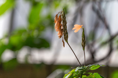 Close-up of flowers