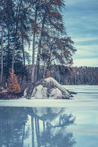 Reflection of trees in swimming pool