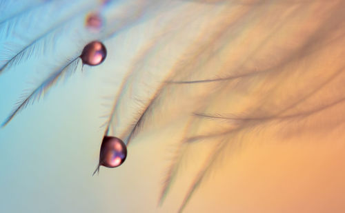 close-up