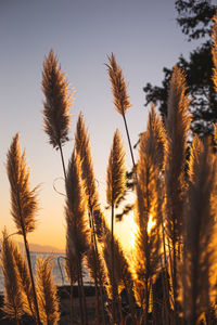 Low angle view of trees against sky during sunset