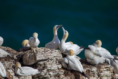 White birds on rock by lake