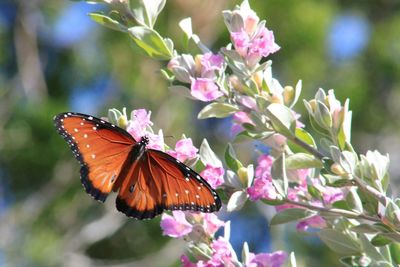 Close-up of butterfly pollinating on flower