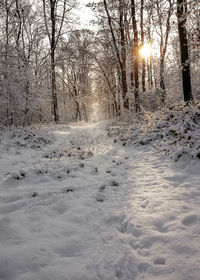Snow covered land and trees against sky