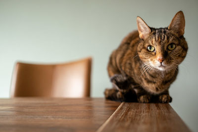 Portrait of cat sitting on table