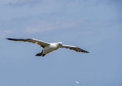 Low angle view of seagull flying