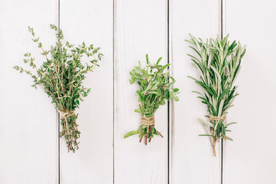 Low angle view of plant against wall