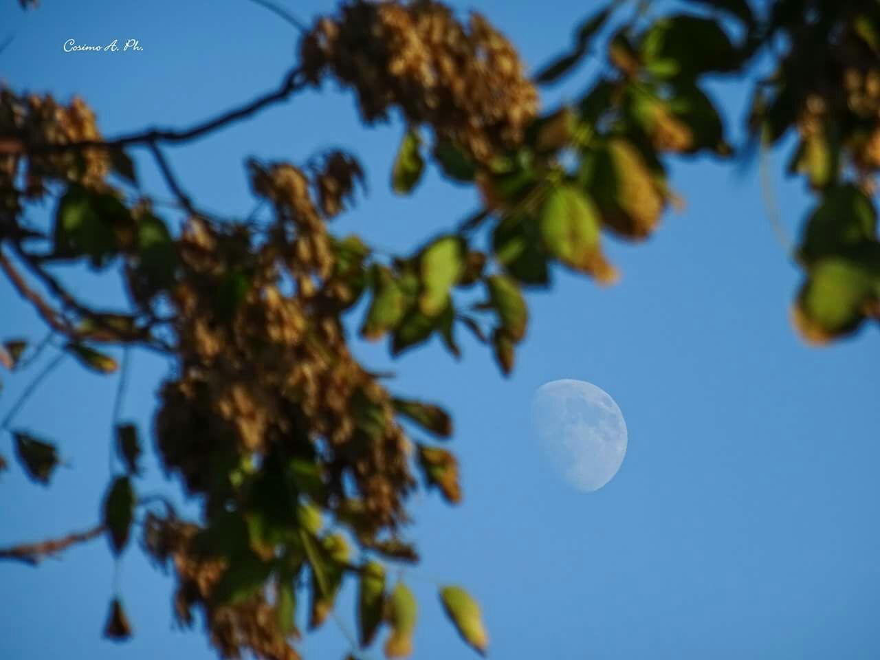 low angle view, clear sky, tree, blue, growth, branch, nature, close-up, leaf, focus on foreground, beauty in nature, sky, tranquility, outdoors, day, no people, selective focus, freshness, twig, sunlight