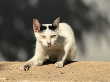 Close-up of cat looking away