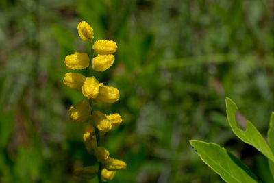 Close-up of yellow flowers blooming outdoors