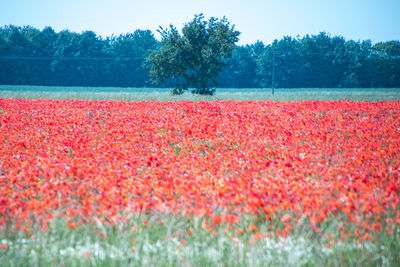 Red flowers growing on field