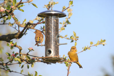 Low angle view of bird perching on tree against sky