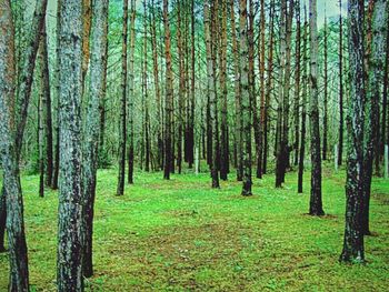 Trees in forest