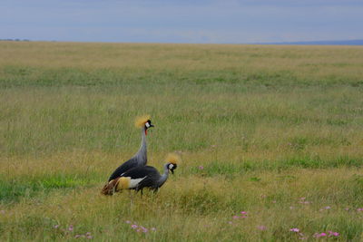Birds on grassy field