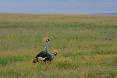 Birds on grassy field