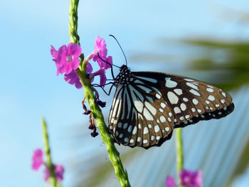 Close-up of butterfly pollinating on flowers against sky