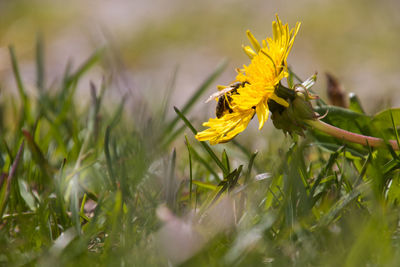 Close-up of yellow flowering plant on field