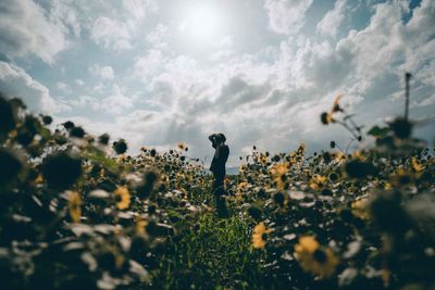 Scenic view of flowering plants on field against sky