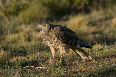 Close-up of a bird on field