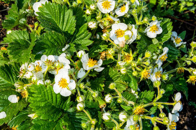 Close-up of flowers blooming outdoors