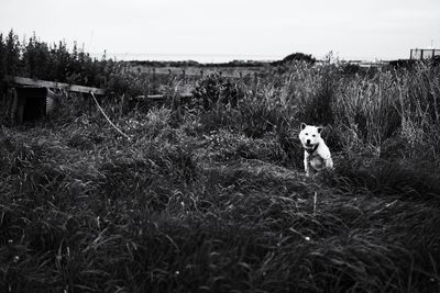 Dog looking away on field