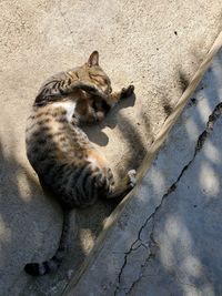 High angle view of a cat