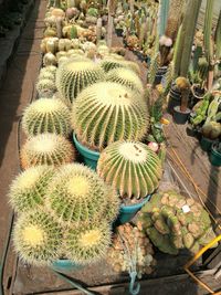 High angle view of cactus plants