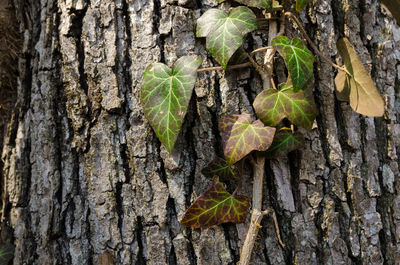 Close-up of vegetables on tree trunk in forest