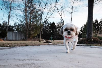 Dog in park against sky