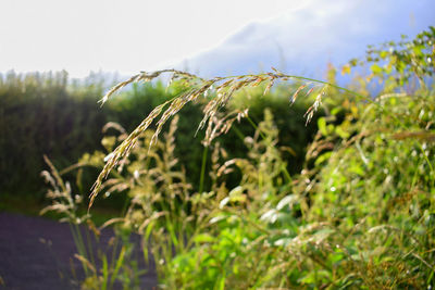 Close-up of plants