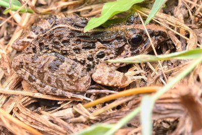 Close-up of frog on field