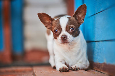 Chihuahua puppy, little dog near house porch. cute small doggy. short haired chihuahua breed