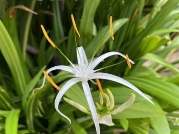 plant