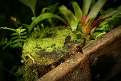 Close-up of plants growing on tree trunk