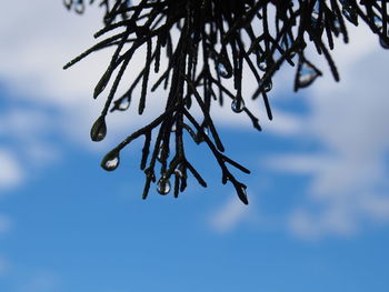 Low angle view of dew drops on twigs against blue sky
