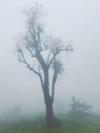 Bare tree on landscape against clear sky