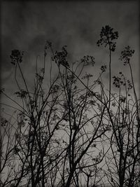 Low angle view of silhouette bare tree against sky