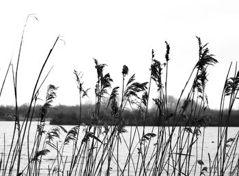 Silhouette plants against sky