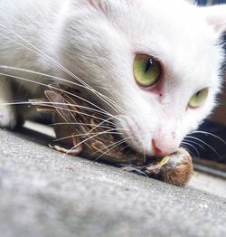 Tilt shot of cat hunting bird