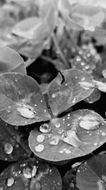 Close-up of wet flower