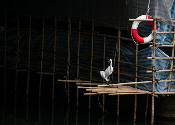 Egret chilling in the concrete jungle bamboo scaffolding in hong kong