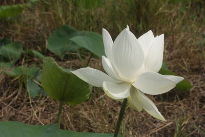 Close-up of white flowering plant on field