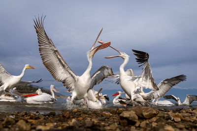 Seagulls flying against sky