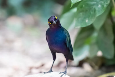 Close-up of bird perching on plant
