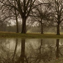 Bare trees by lake