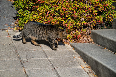 Cat walking on footpath