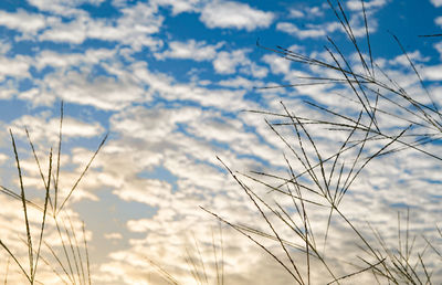 Low angle view of dry plants on field against sky